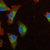3 - Recombinant Anti-LDHB Rabbit mAb AP95150