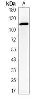 1 - Recombinant Anti-GABBR2 Rabbit mAb AP95151
