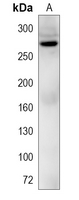 1 - Recombinant Anti-CAD Rabbit mAb AP95154
