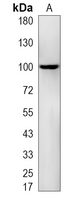 1 - Recombinant Anti-MAG Rabbit mAb AP95155