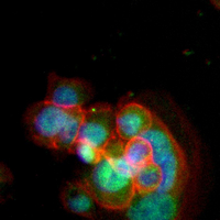 3 - Recombinant Anti-Gemin3 Rabbit mAb AP95163