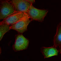 3 - Recombinant Anti-PER2 Rabbit mAb AP95164