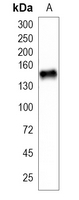 1 - Recombinant Anti-PER2 Rabbit mAb AP95164