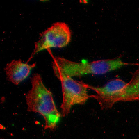 3 - Recombinant Anti-NDUFS1 Rabbit mAb AP95166