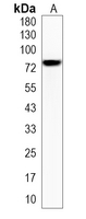 1 - Recombinant Anti-NDUFS1 Rabbit mAb AP95166