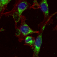 3 - Recombinant Anti-GPI Rabbit mAb AP95167