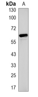 1 - Recombinant Anti-GPI Rabbit mAb AP95167