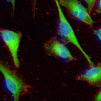 3 - Recombinant Anti-Septin 2 Rabbit mAb AP95169
