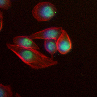 3 - Recombinant Anti-PARP2 Rabbit mAb AP95173