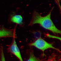 3 - Recombinant Anti-ELMO1 Rabbit mAb AP95174