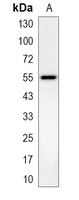 1 - Recombinant Anti-PAR2 Rabbit mAb AP95178
