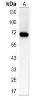 1 - Recombinant Anti-G3BP1 Rabbit mAb AP95180