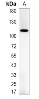 1 - Recombinant Anti-XPO1 Rabbit mAb AP95182