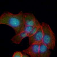 3 - Recombinant Anti-PLSCR1 Rabbit mAb AP95184