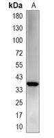 1 - Recombinant Anti-PLSCR1 Rabbit mAb AP95184
