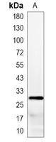 1 - Recombinant Anti-HPGD Rabbit mAb AP95185