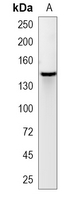1 - Recombinant Anti-NEDD4 Rabbit mAb AP95187