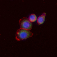 3 - Recombinant Anti-SNTA1 Rabbit mAb AP95188