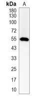 1 - Recombinant Anti-SNTA1 Rabbit mAb AP95188
