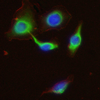 3 - Recombinant Anti-KIF2C Rabbit mAb AP95189