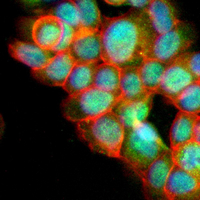 3 - Recombinant Anti-DNA Polymerase delta 1 Rabbit mAb AP95192