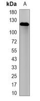 1 - Recombinant Anti-DNA Polymerase delta 1 Rabbit mAb AP95192