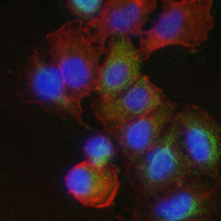 3 - Recombinant Anti-Thioredoxin 2 Rabbit mAb AP95193