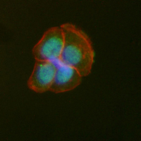 3 - Recombinant Anti-MTH1 Rabbit mAb AP95197