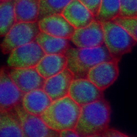 3 - Recombinant Anti-NDUFB8 Rabbit mAb AP95198