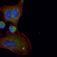 3 - Recombinant Anti-DHEA-ST Rabbit mAb AP95199