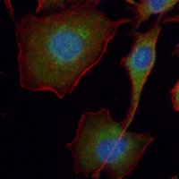 3 - Recombinant Anti-CD172a Rabbit mAb AP95200