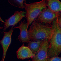3 - Recombinant Anti-Apolipoprotein C1 Rabbit mAb AP95203