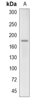 1 - Recombinant Anti-BAZ1B Rabbit mAb AP95204