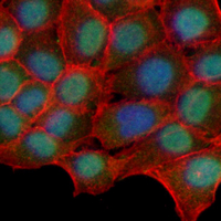 3 - Recombinant Anti-THOC4 Rabbit mAb AP95205