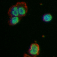 3 - Recombinant Anti-SAP130 Rabbit mAb AP95207