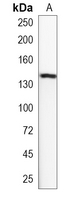 1 - Recombinant Anti-SAP130 Rabbit mAb AP95207