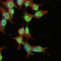 3 - Recombinant Anti-RBP2 Rabbit mAb AP95208