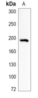 1 - Recombinant Anti-RBP2 Rabbit mAb AP95208