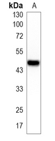 1 - Recombinant Anti-HAT1 Rabbit mAb AP95209