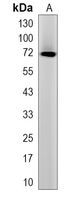 1 - Recombinant Anti-SESN1 Rabbit mAb AP95210