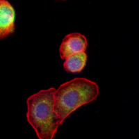 3 - Recombinant Anti-Gelsolin Rabbit mAb AP95211