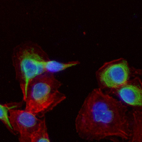 3 - Recombinant Anti-Apolipoprotein L1 Rabbit mAb AP95216
