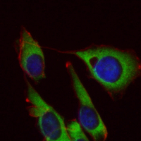 3 - Recombinant Anti-Apolipoprotein A2 Rabbit mAb AP95217