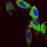 3 - Recombinant Anti-Serpin A8 Rabbit mAb AP95218