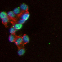 3 - Recombinant Anti-Cullin 2 Rabbit mAb AP95223
