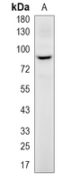 1 - Recombinant Anti-Cullin 2 Rabbit mAb AP95223