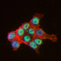 3 - Recombinant Anti-Histone H3 (Acetyl-K9) Rabbit mAb AP95225