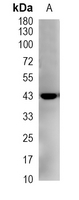 1 - Recombinant Anti-LHX3 Rabbit mAb AP95226