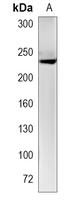 1 - Recombinant Anti-PLXNA1 Rabbit mAb AP95228