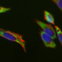 3 - Recombinant Anti-PUM2 Rabbit mAb AP95231